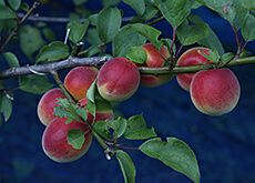 梅酒用青梅（最高級紅南高梅）