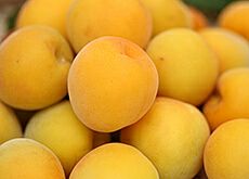 梅シロップ・梅ジュース用青梅（完熟南高梅）