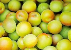 梅干用青梅（完熟小梅）